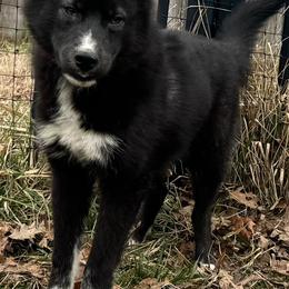 Elijah - Black and white male Siberian Husky puppy in Doswell, Virginia from Shinko Siberians
