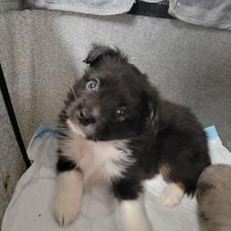 Sampson - Black tri male Miniature Australian Shepherd puppy in Norwood, Missouri from Looney Farm’s Toy & Mini Aussies