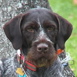 Toots - German Wirehaired Pointer
