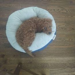 Cavapoo Puppies from GeorgiaCavapoos