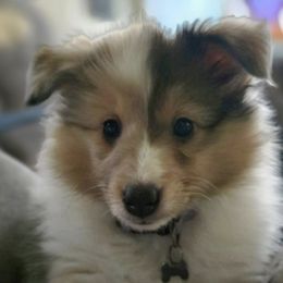 Cavalier King Charles Spaniels and Shetland Sheepdogs from Willow Rayne shelties and more