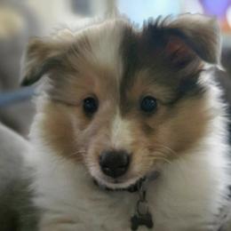 Cavalier King Charles Spaniels and Shetland Sheepdogs from Willow Rayne shelties and more