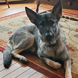 Kimber - Shiloh Shepherd