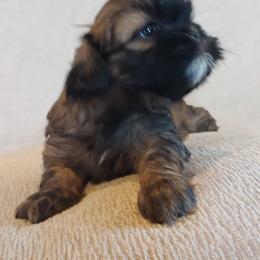 Oscar - Brindle male Shih Tzu puppy in Shunk, Pennsylvania from Shaggy Shih Tzu