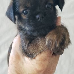 Boe - Belge male Brussels Griffon puppy in Nc, Florida from Brusseluv2