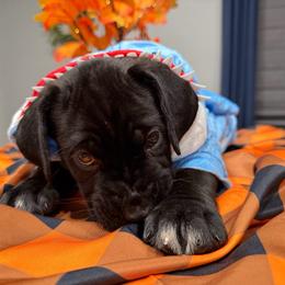 Green collar Male - Black male Cane Corso puppy in St. Augustine, Florida from RG2 Cane Corsos