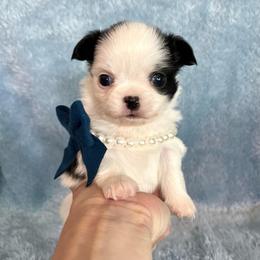 Onyx - Black and white male Chihuahua puppy in Mesa, Arizona from Arizona Dream Chihuahuas