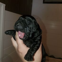 Labrador Retriever Puppies from Wagador Labrador Retrievers