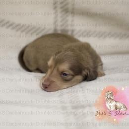 Bruce - Cream male Dachshund puppy in Timpson, Texas from Double S Kennel