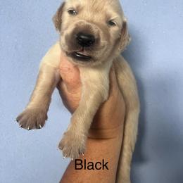 Black - Golden male Golden Retriever puppy in Jesup, Georgia from Painted Platinum Retrievers (Painted Platinum Kennel) PPK