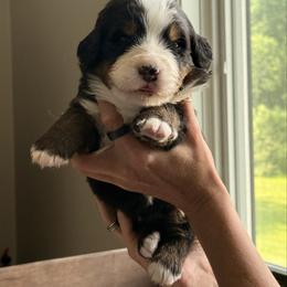 Orange - Black rust and white female Bernese Mountain Dog puppy in Holland, New York from Must B Buffalo Berners