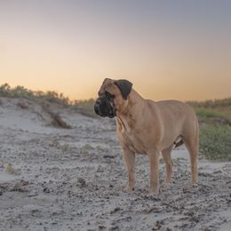 Xochitl - Bullmastiff