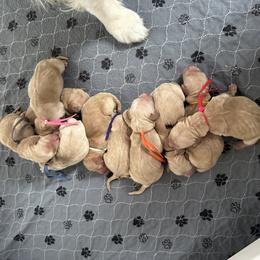 Boy 4 - Golden male Golden Retriever puppy in Modesto, California from Rooster Valley Golden Retrievers