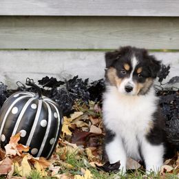 Australian Shepherd Puppies from Mezzo Australian Shepherds