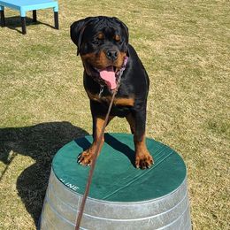 Rottweilers from Casa de Elias Rottweilers