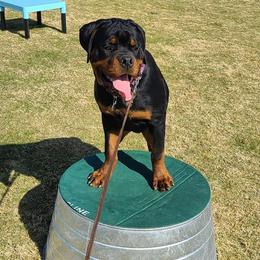 Rottweilers from Casa de Elias Rottweilers
