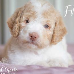Goldendoodle puppies from Crooked Creek Doodles and Poodles