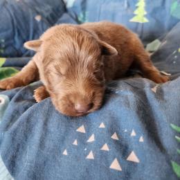 Blossom - Isabella female German Shepherd puppy in Los Lunas, New Mexico from Mali's German Shepherds LLC