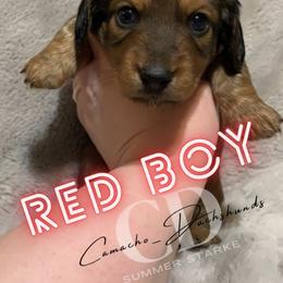 Dachshund Puppies from Camacho_Dachshunds