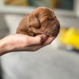 Cockapoo Puppies from Chesley Hill Cockapoos