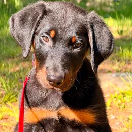 Baby girl - Black and rust female Beauceron puppy in Patten, Maine from Beaucerons De La Valle Katahdin