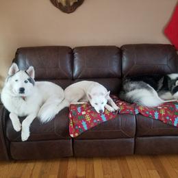 Siberian Husky Puppies from Royal Siberian AKC Huskies