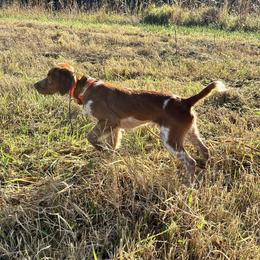 Tucker - Brittany