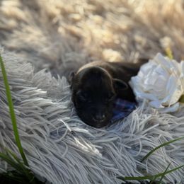 Mr Bingley's (blue) - Wheaten male Whoodle puppy in Rising Sun, Indiana from Ruby Lane Doodles