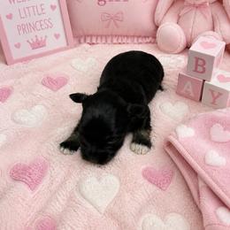 CP pink - Black and silver female Miniature Schnauzer puppy in Benson, North Carolina from A Bundle of Love