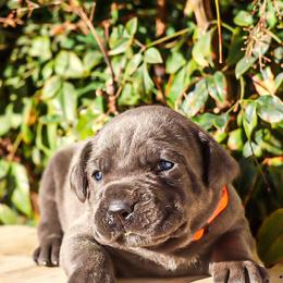Orange collar male - Gray male Cane Corso puppy in Caliente, California from Rafter Cross 7