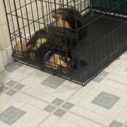 German Shepherd, Toy Australian Shepherd, and Yorkshire Terrier Puppies from CountryHart Kennels