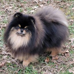 Kuro - Pomeranian