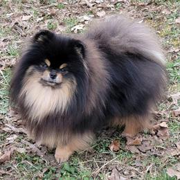 Kuro - Pomeranian