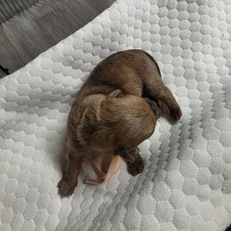 Miss Pink - Red brindle female Cairn Terrier puppy in Savannah, Missouri from WoodSchott Cairn Terriers