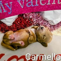 Carmello - Fawn (Isabella) male Dachshund puppy in Millington, Tennessee from SchmooterBabies