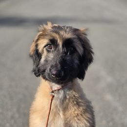 Jade - Red female Afghan Hound puppy in Pittsfield, Massachusetts from Lenore's Afghan Hounds
