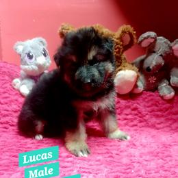Lucas Aqua Collar - Black and red male German Shepherd puppy in Bedias, Texas from TiPi S Ranch's German Shepherds