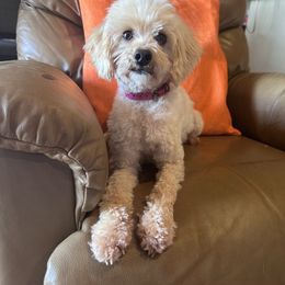 Dolly - Goldendoodle