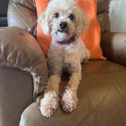 Dolly - Goldendoodle