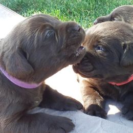 Labrador Retriever Puppies from Aldrich Mountain Labradors