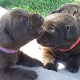 Labrador Retriever Puppies from Aldrich Mountain Labradors