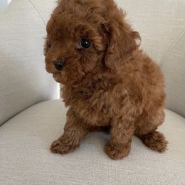 Poodle Puppies from Pups and Paws Toy Poodles