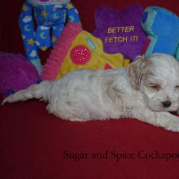 King Hubert - Buff and white male Cockapoo puppy in Hopkins, South Carolina from Sugar and Spice Cockapoos