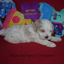 King Hubert - Buff and white male Cockapoo puppy in Hopkins, South Carolina from Sugar and Spice Cockapoos