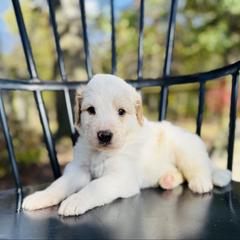 Gopher - Red male Pyredoodle puppy in Bowling Green, Ohio from FDF Pyredoodles & Bernedoodles