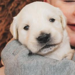 Gumdrop - Light golden male Golden Retriever puppy in Mason, Michigan from Sweet Breeze Acres