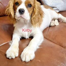 Cavalier King Charles Spaniel Puppies from Hungarian Cavaliers of Nashville