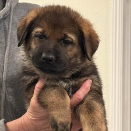 Girl 1 - Sable female German Shepherd puppy in Murrieta, California from Von Plateau