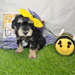 Juno - Salt and pepper female Miniature Schnauzer puppy in Huntington, Utah from Schnauzers on Robinson Lane