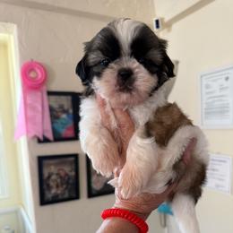 AKC Walter - Champion Bloodline - Tricolor male Shih Tzu puppy in Long Beach, California from Prieto Shih-Tzu's